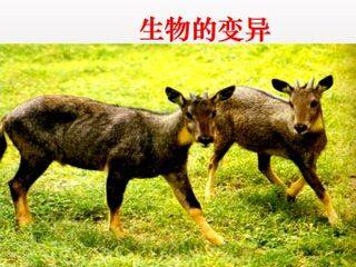 生物的变异_课件1