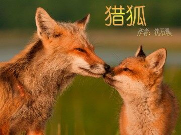 猎狐_课件1