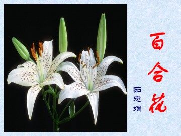 百合花_课件1