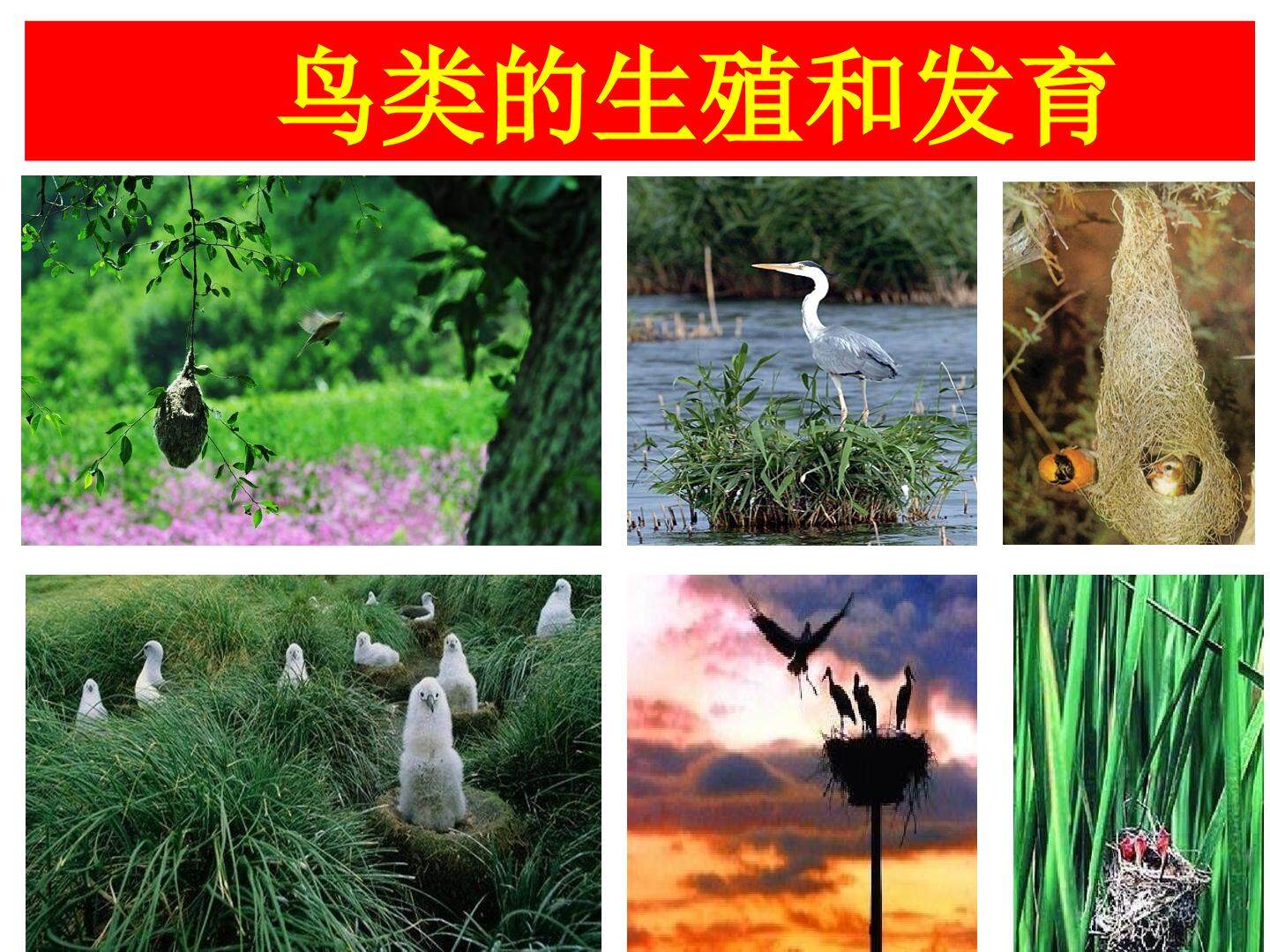 鸟类的生殖与发育_课件1