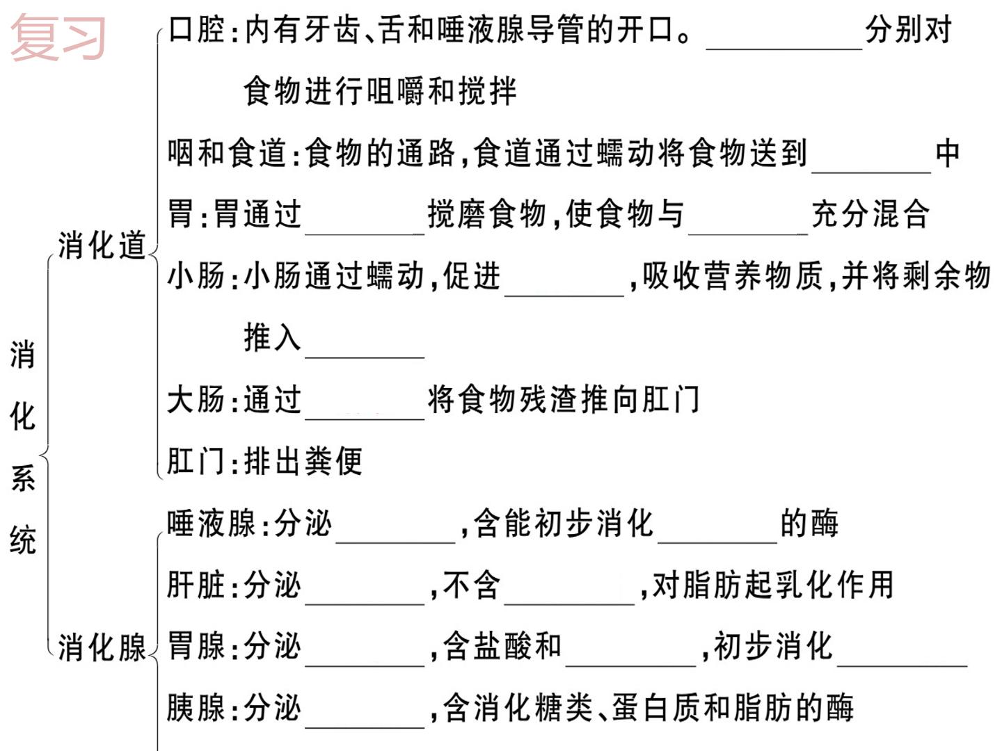 4.2.2消化和吸收 第二课时