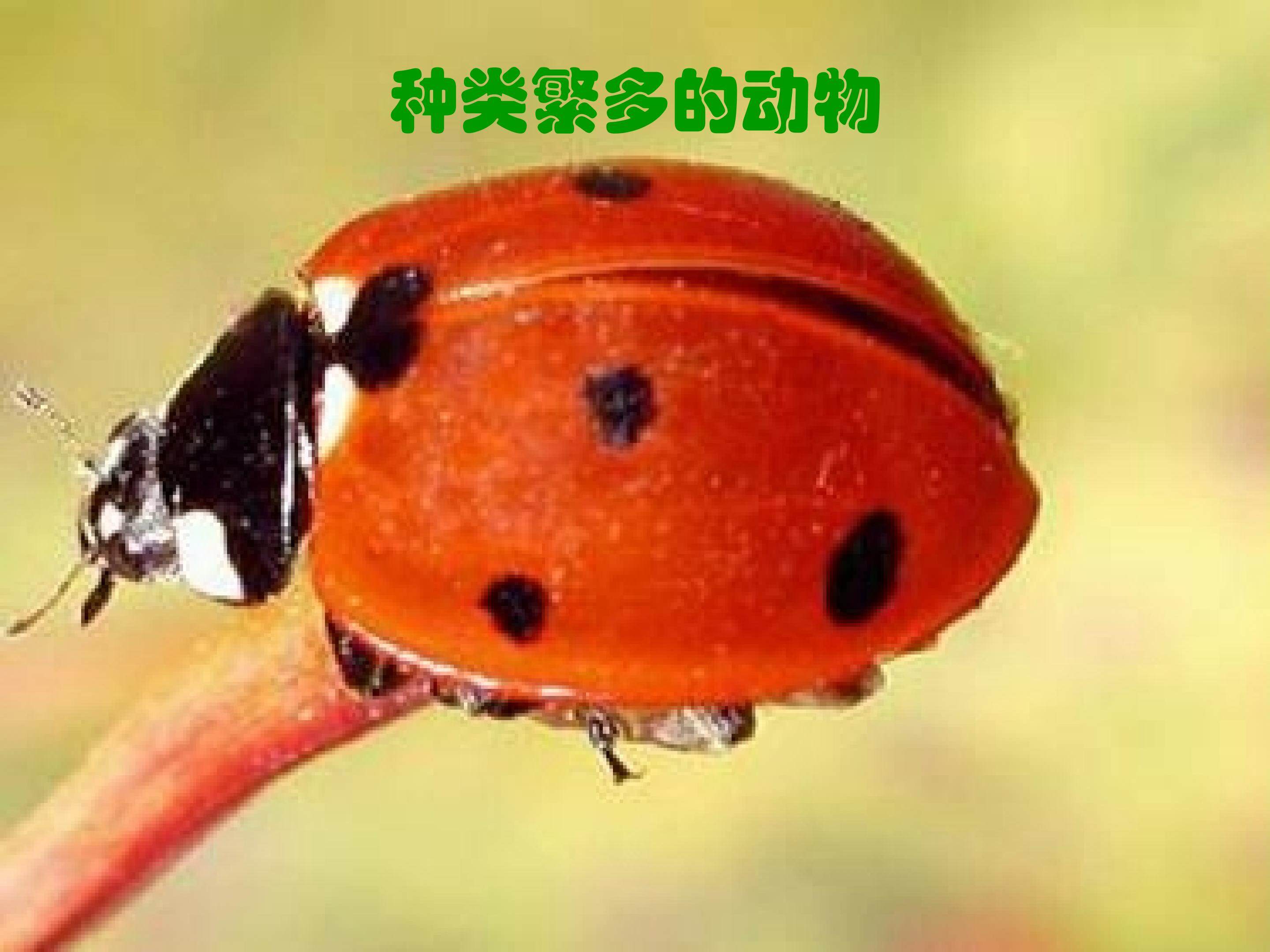 《种类繁多的动物》