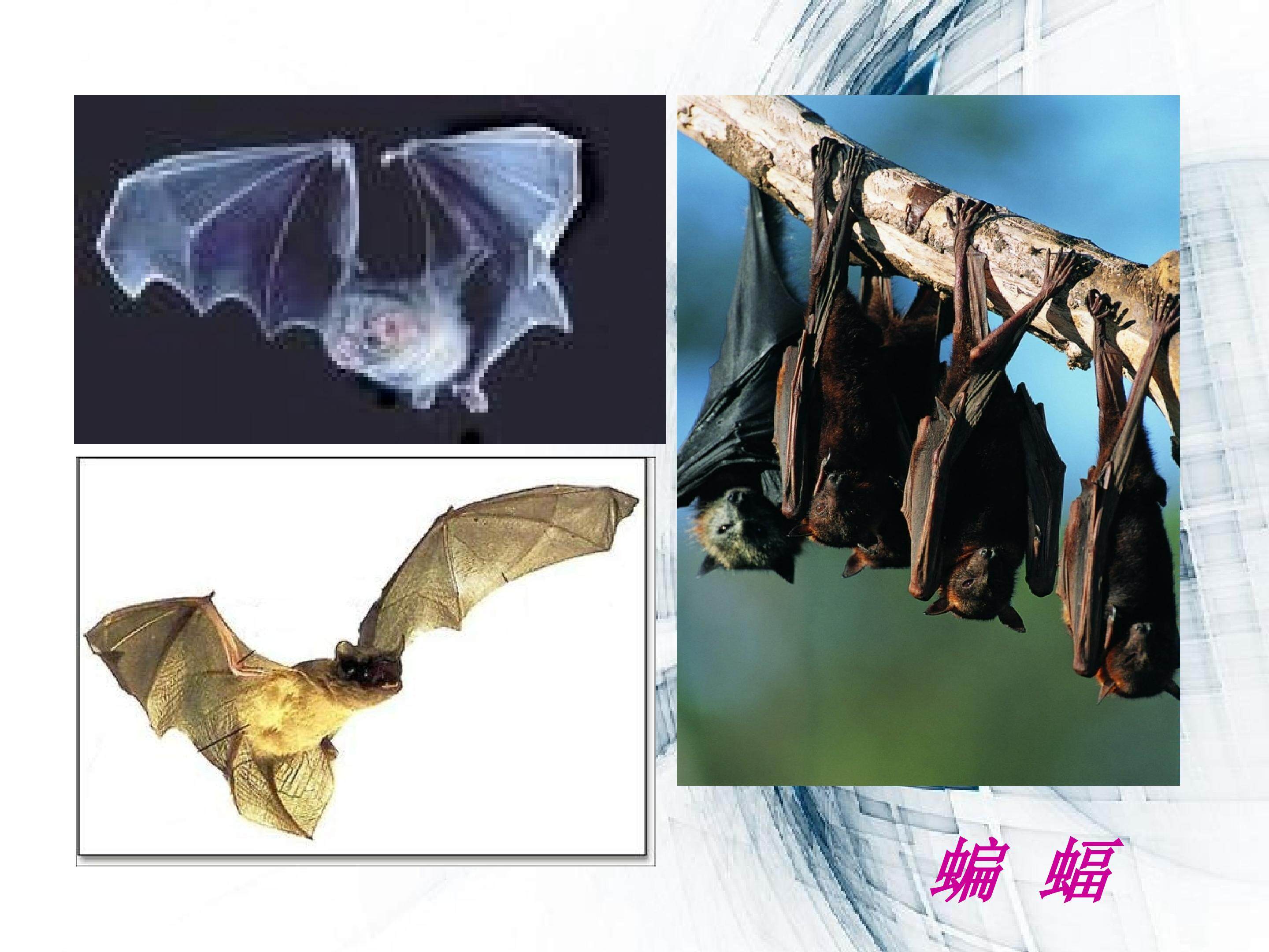 蝙蝠和雷达