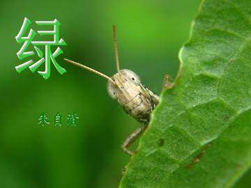 绿_课件1