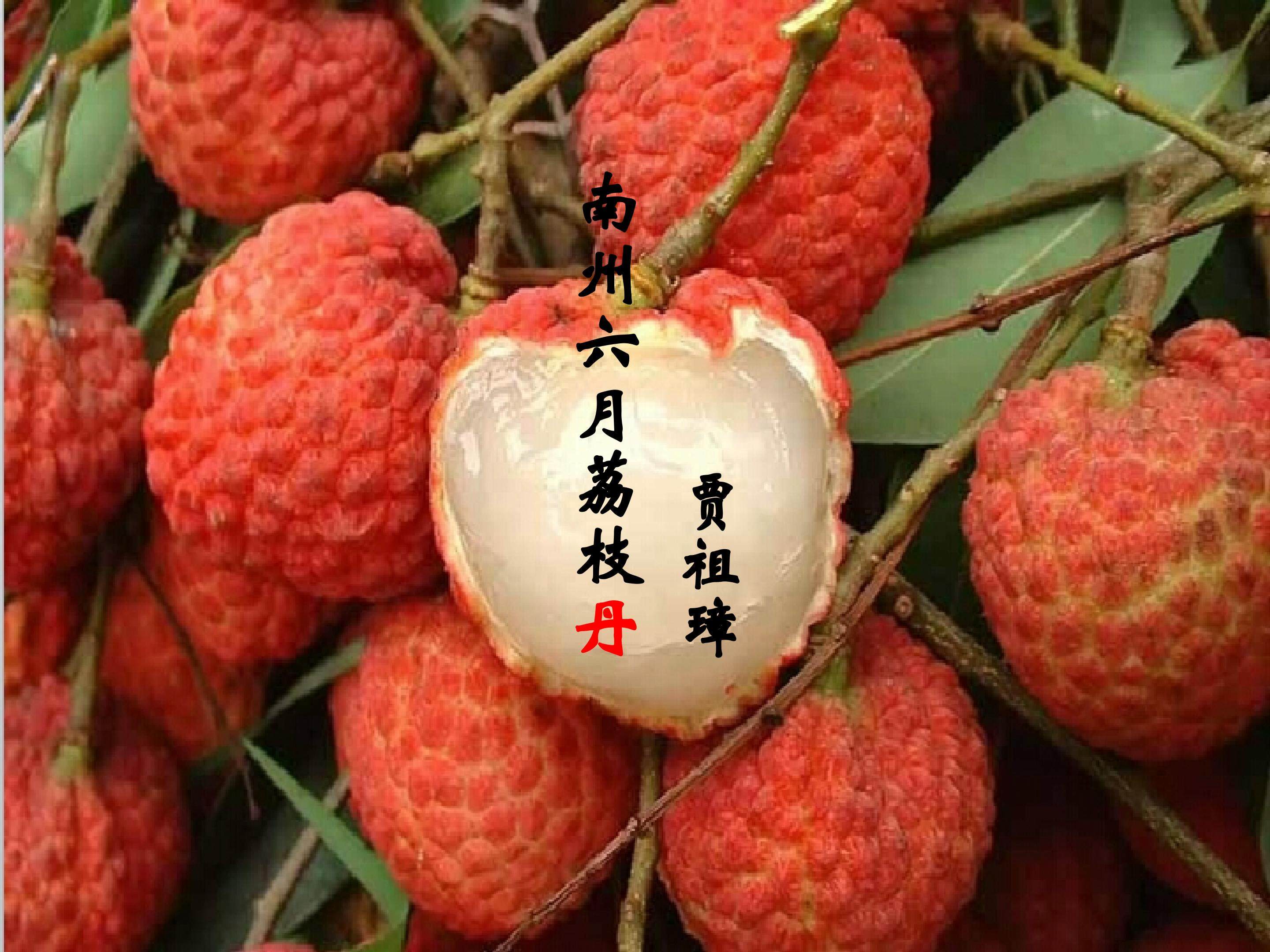 南州六月荔枝丹_课件1