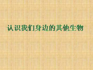 认识我们身边的其他生物_课件1