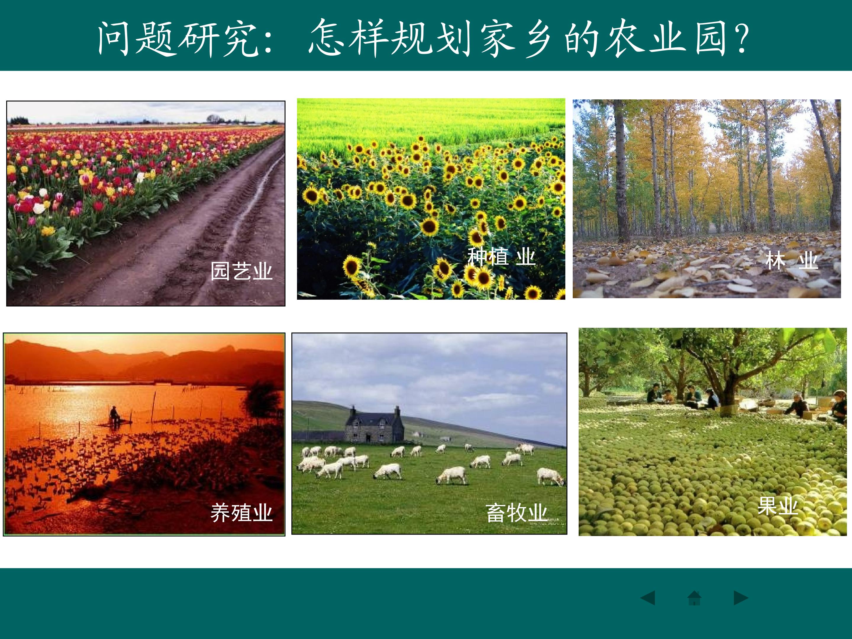 问题研究 家乡的农业园区会是什么样_课件1