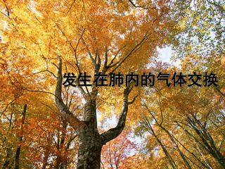 发生在肺内的气体交换