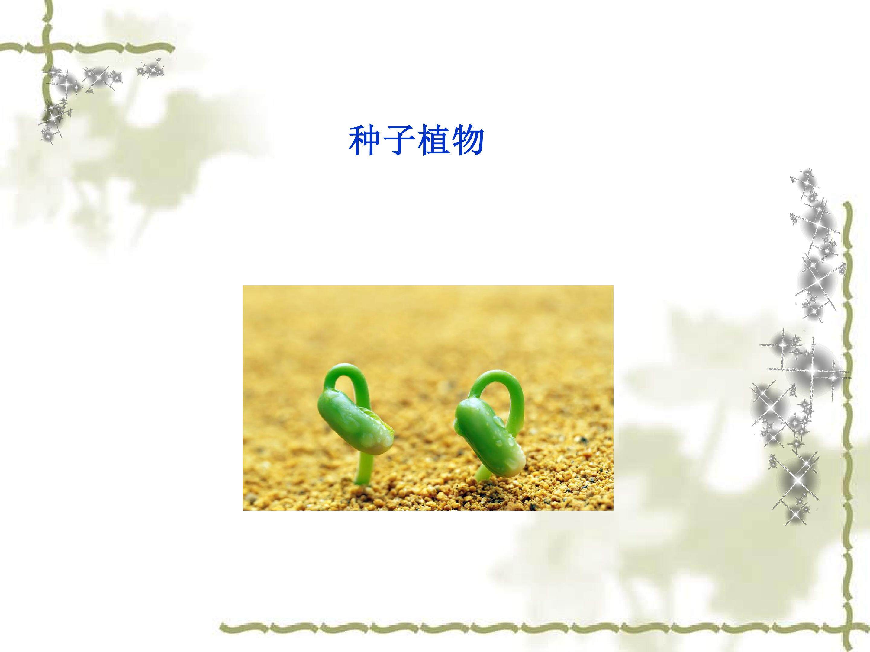 种子植物_课件1