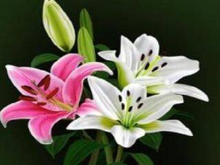 花的结构----《科学与艺术融合促进学生创新思维发展实践研究》课题结题展示课