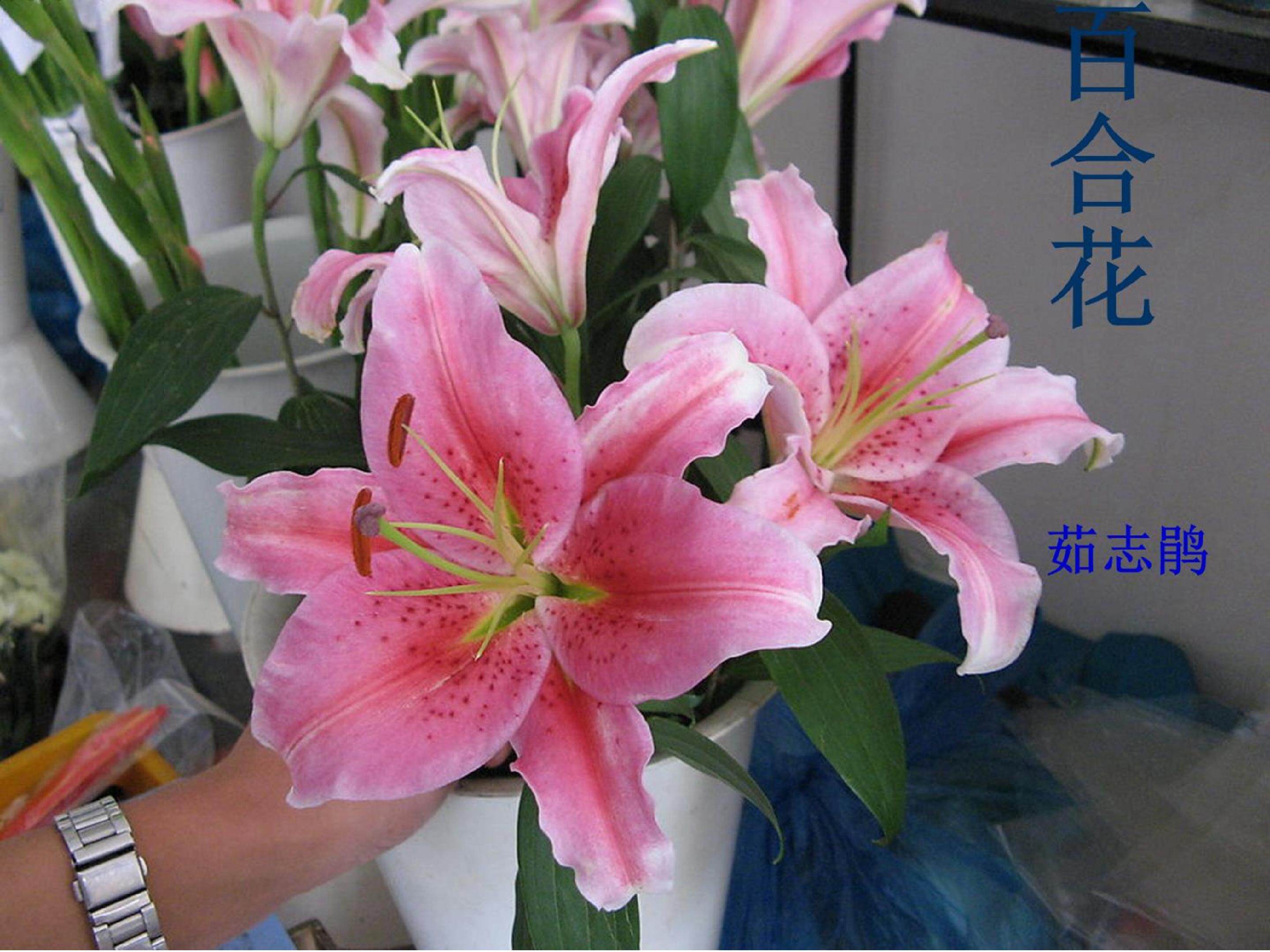 百合花_课件3