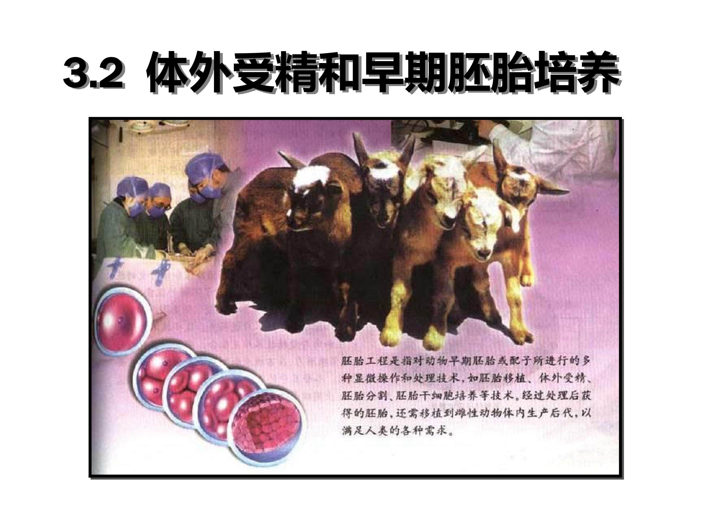 3.2体外受精和早期胚胎培养