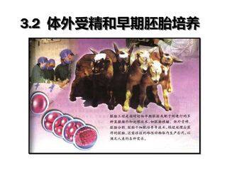3.2体外受精和早期胚胎培养