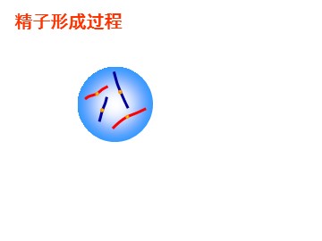 沈婧菲资料