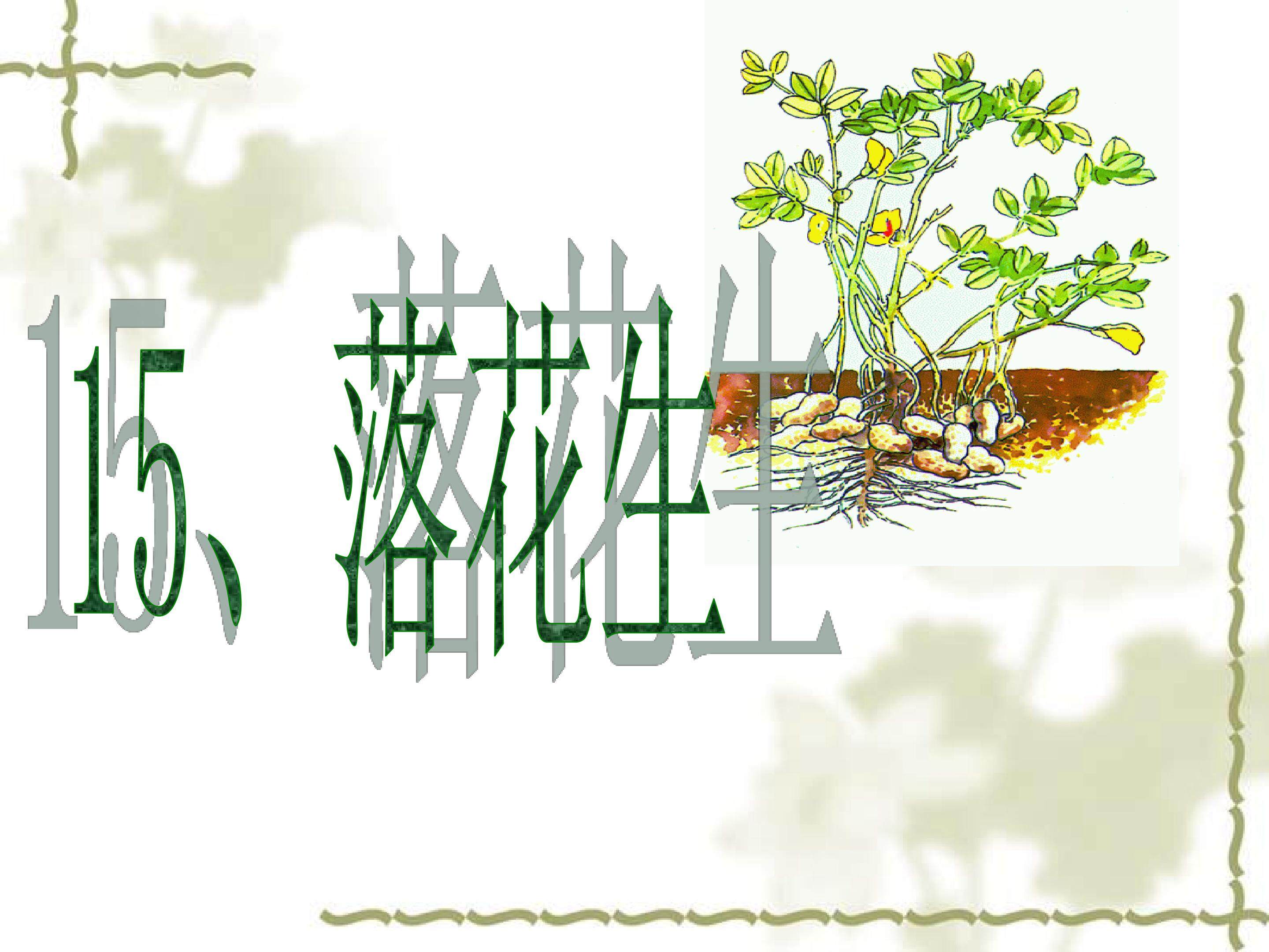 落花生