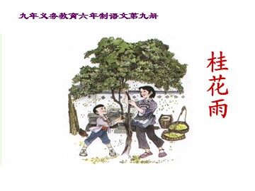 7* 桂花雨
