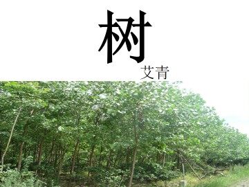 树（艾青）_课件1
