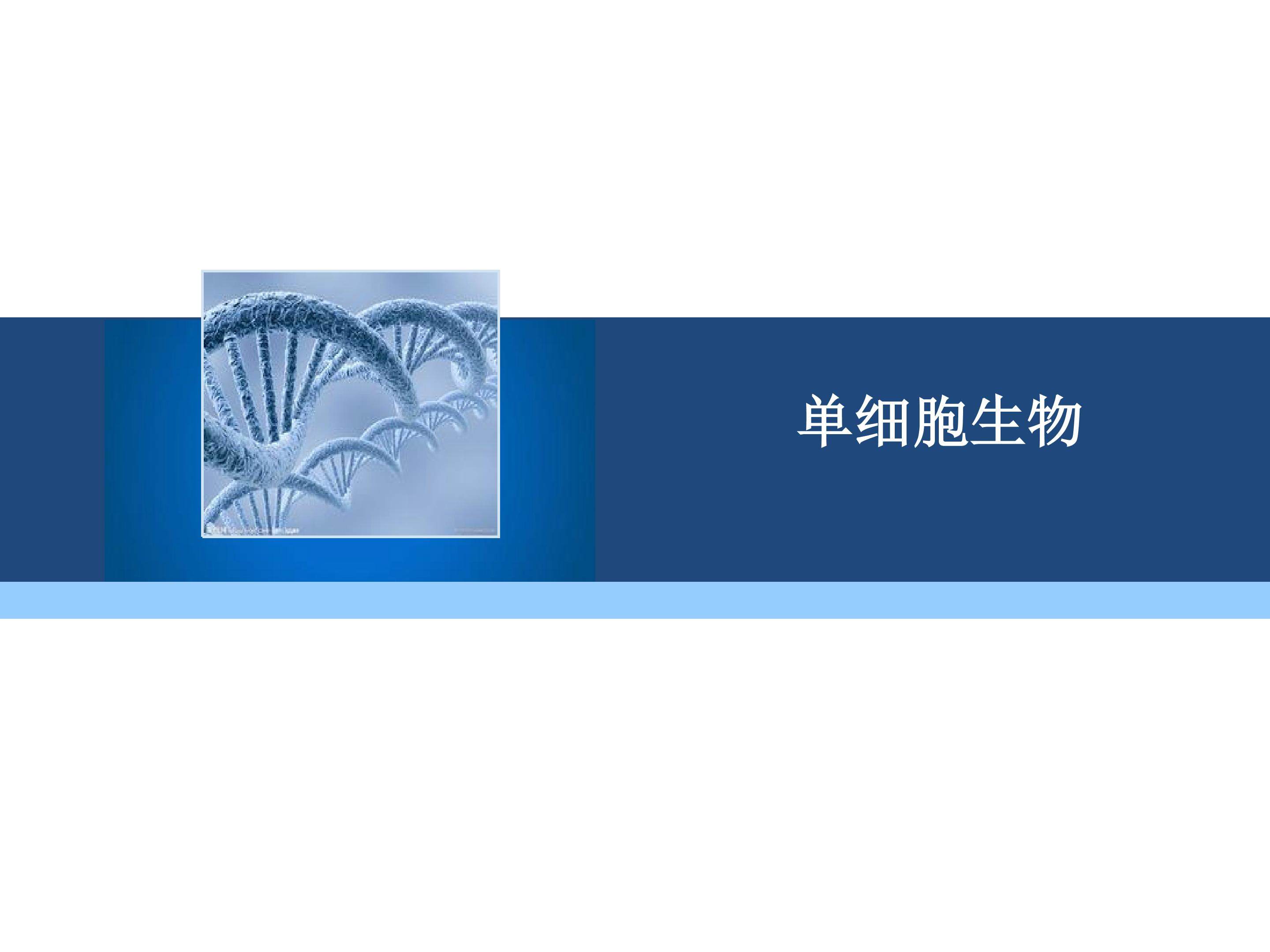 单细胞生物_课件1