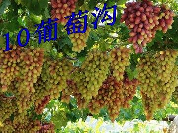 10 葡萄沟 
