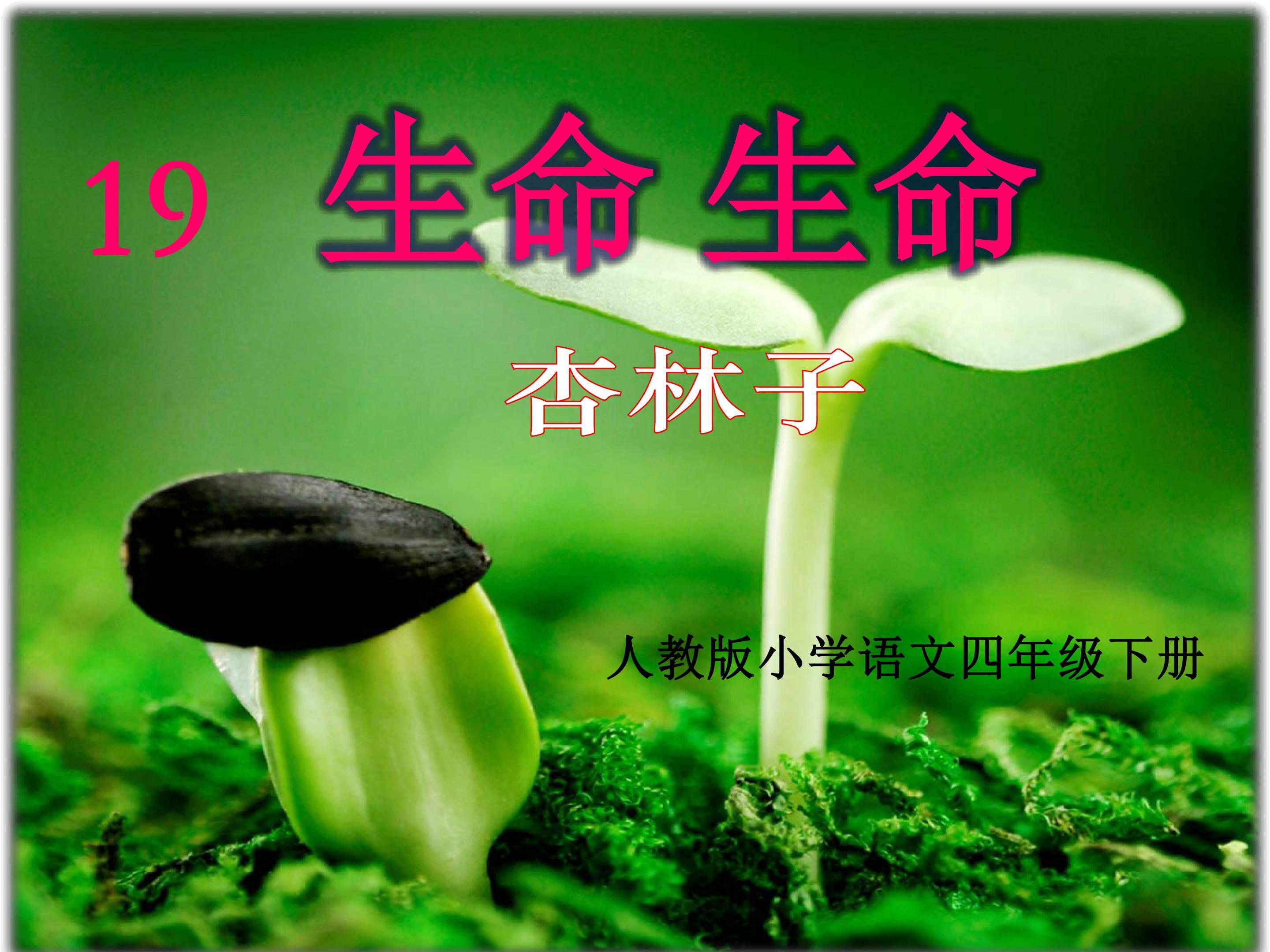 《生命 生命》第二课时 课件