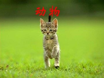 15 猫