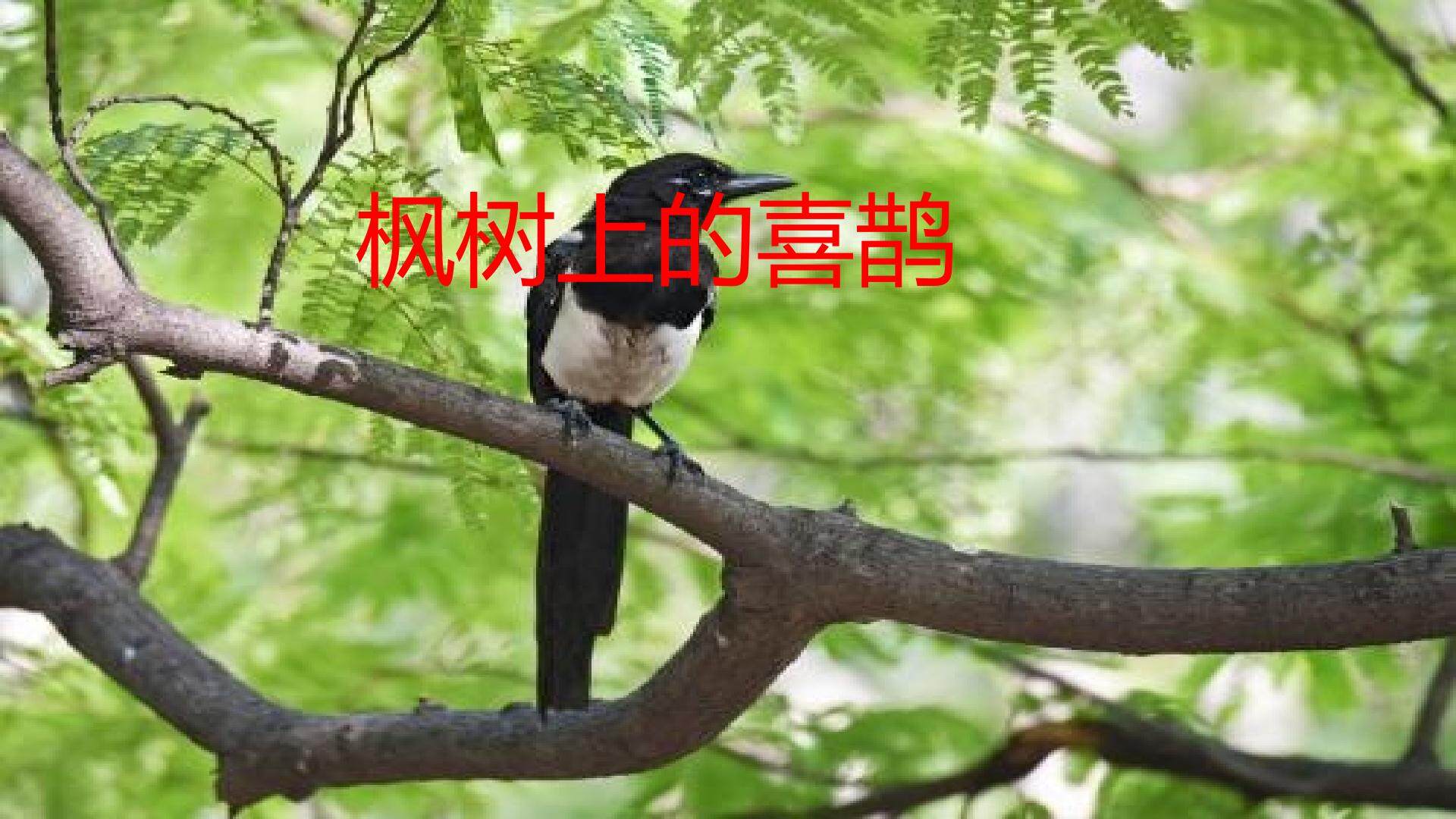 枫树上的喜鹊