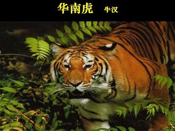 28 * 华南虎