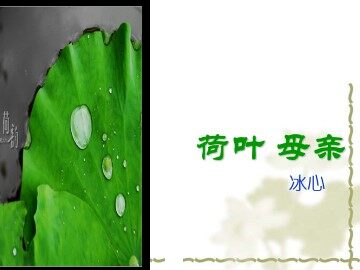 荷叶·母亲_课件3