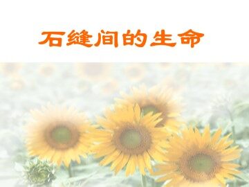 石缝间的生命_课件1