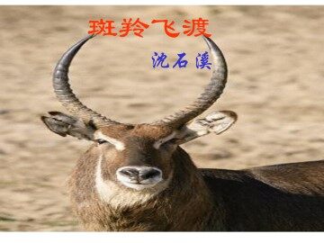 斑羚飞渡_课件6