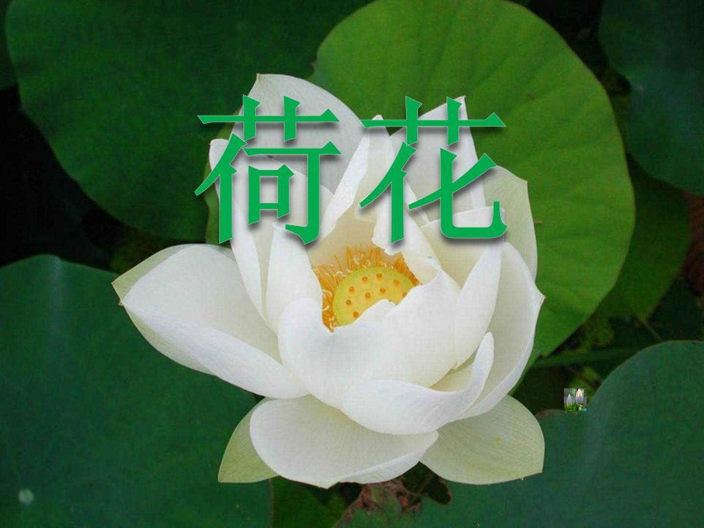 《荷花》