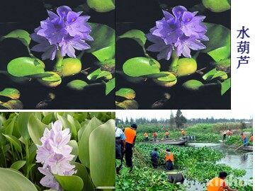19 * 生物入侵者