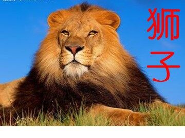 27 两只小狮子 