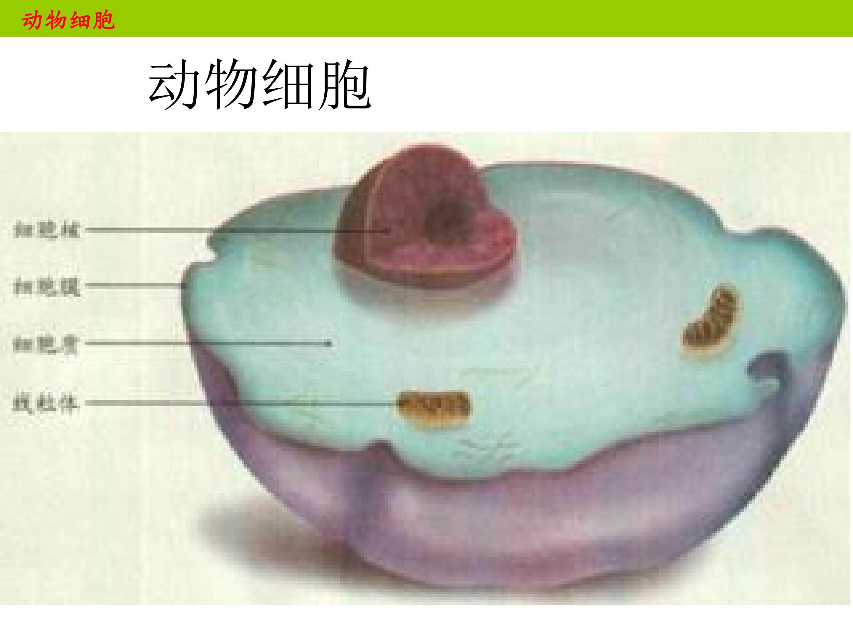 动物细胞_课件1