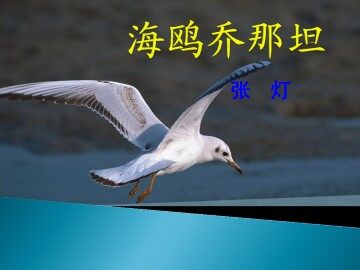 海鸥乔那坦_课件1