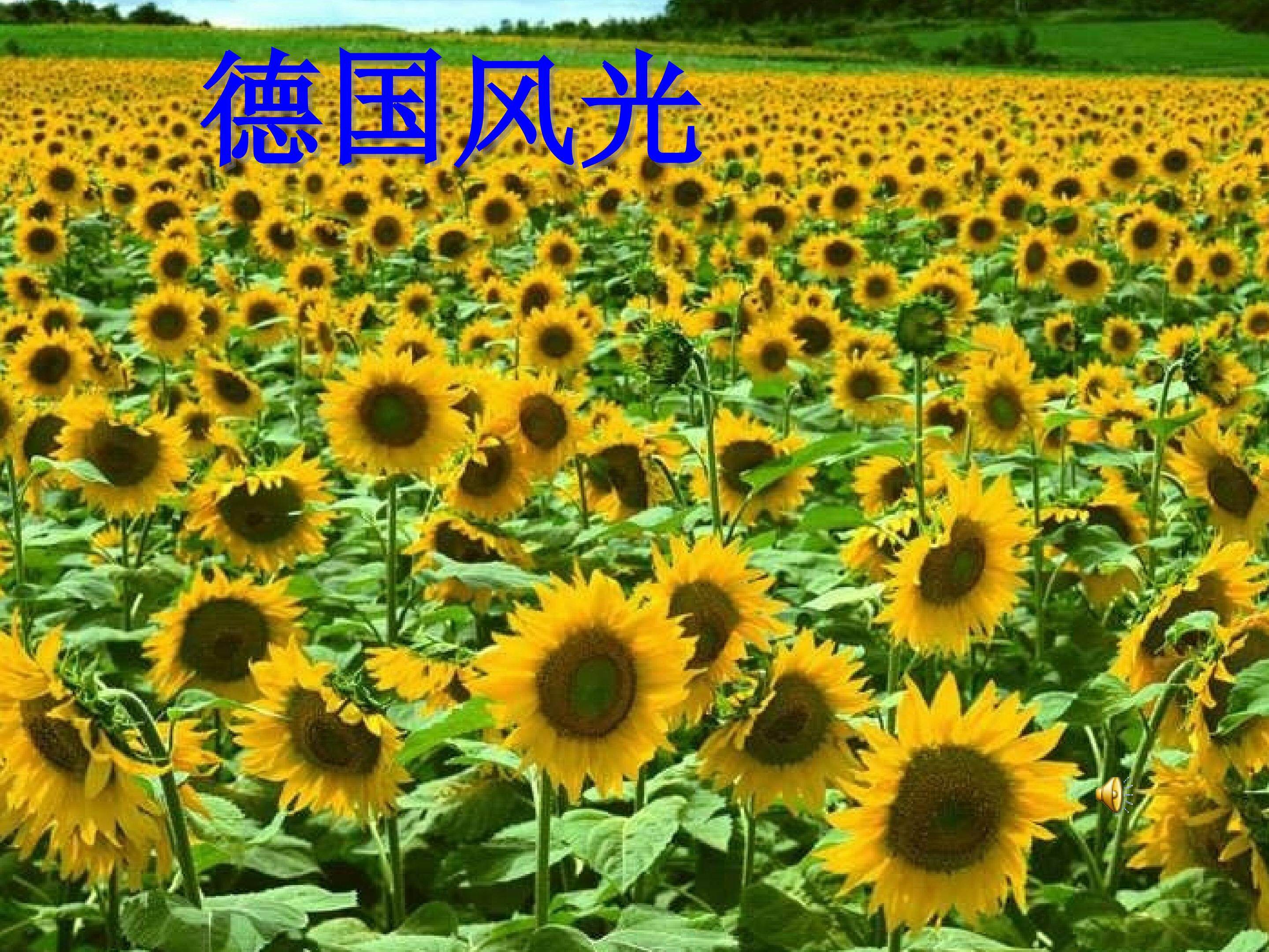 《自己的花是让别人看的》教学课件