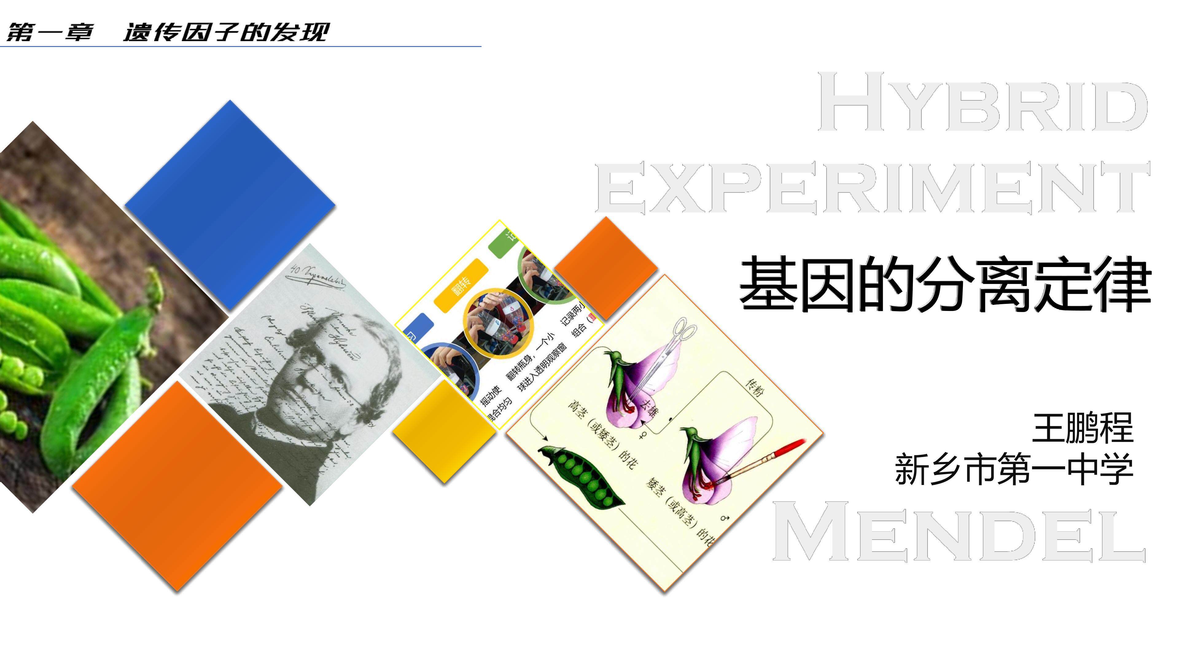 基因的分离定律