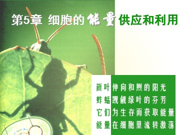 生物高中必修1第五章第一节课件1