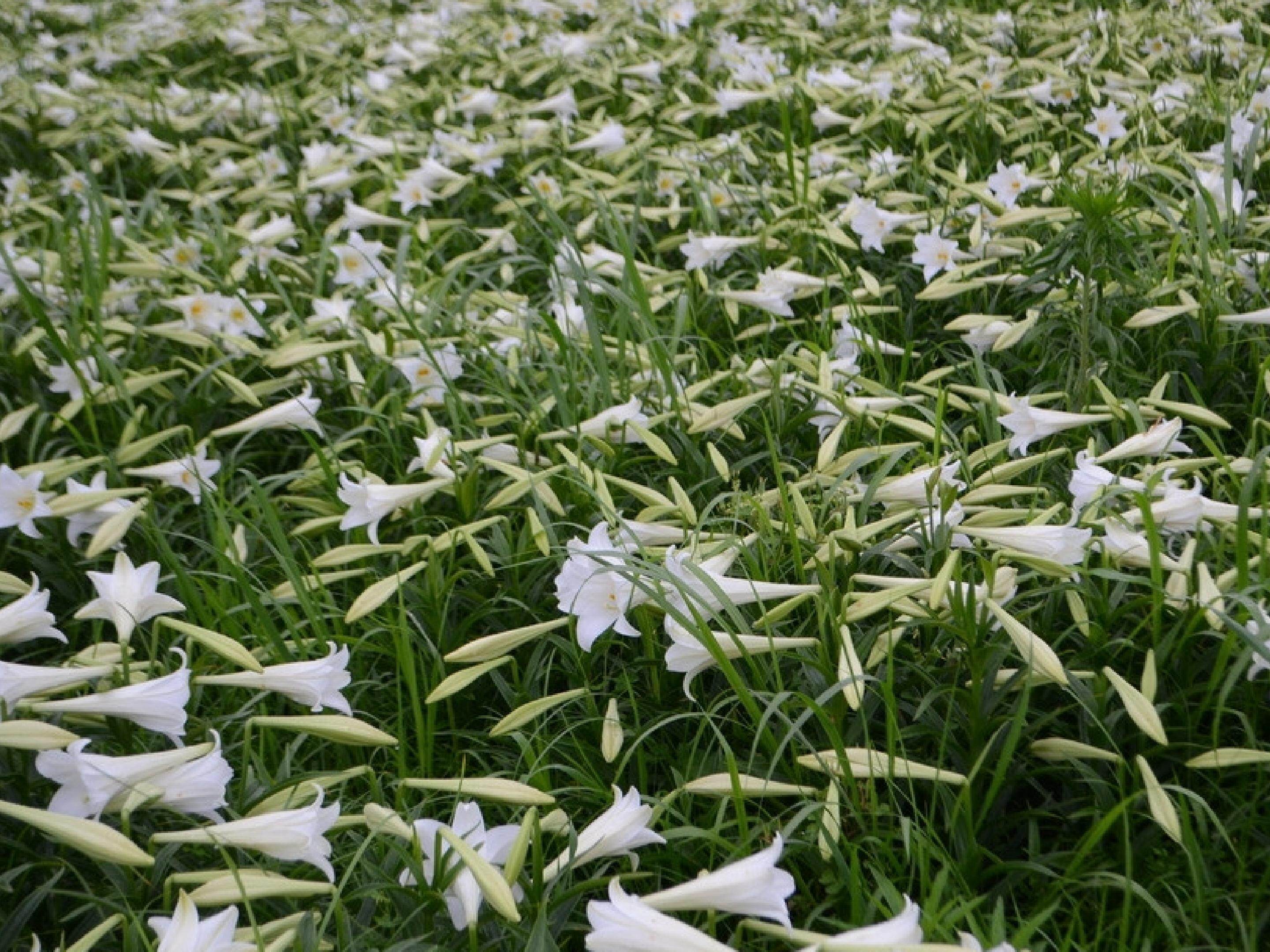 《花钟》