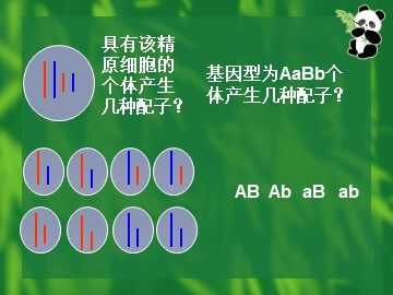 生物高中必修2第二章第二节课件5