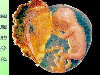细胞的分化