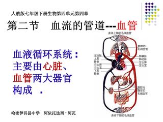 血管微课,课件,教案