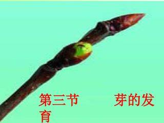 芽的发育