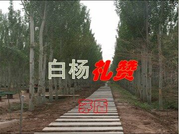 19 白杨礼赞