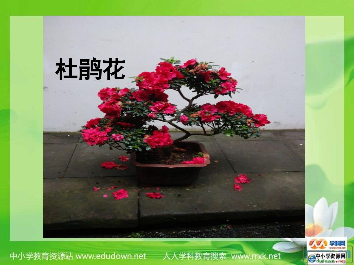 3.多种多样的植物