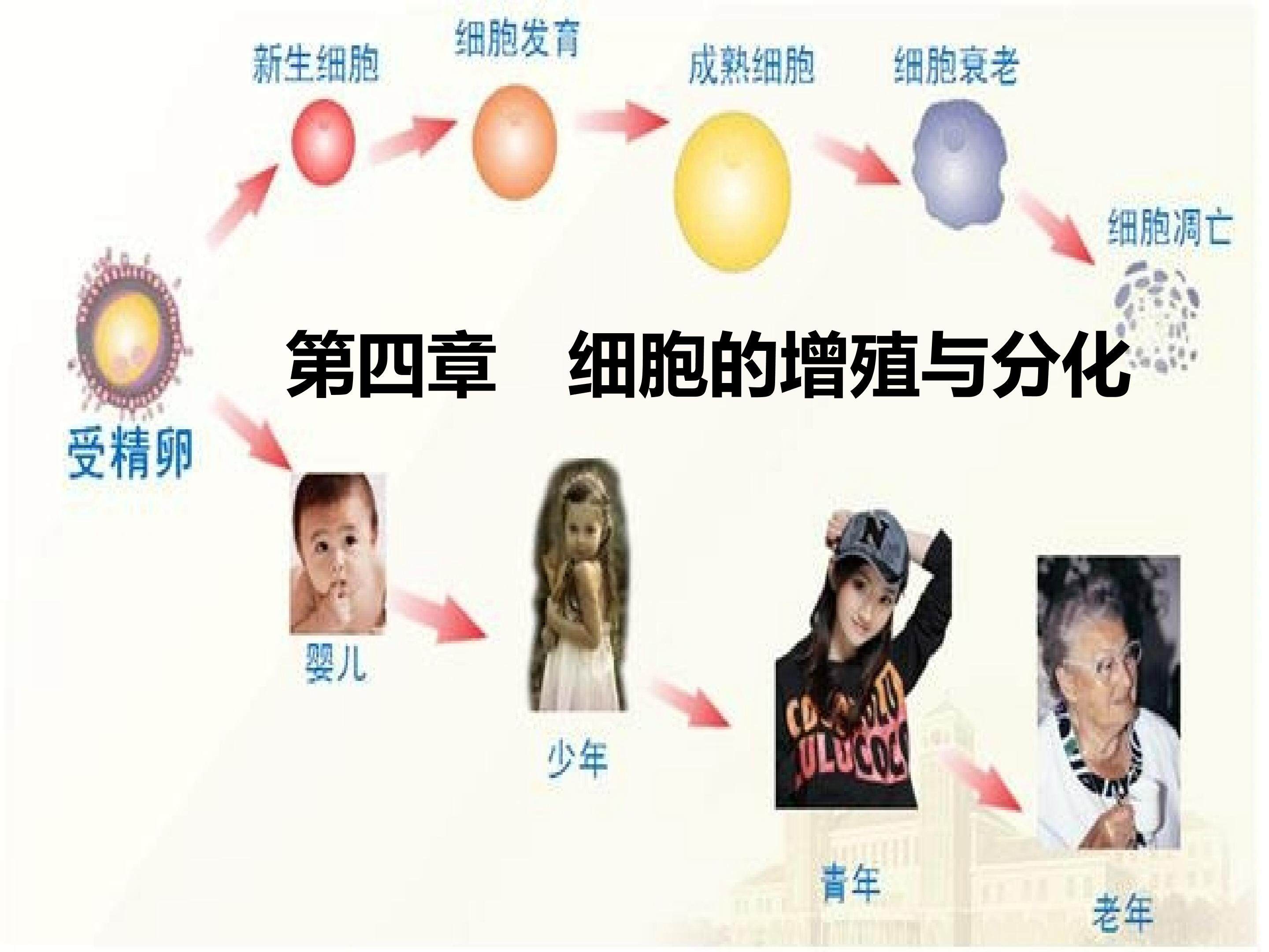 细胞的衰老与凋亡