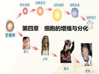 细胞的衰老与凋亡