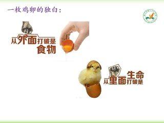 带你参观养鸡场