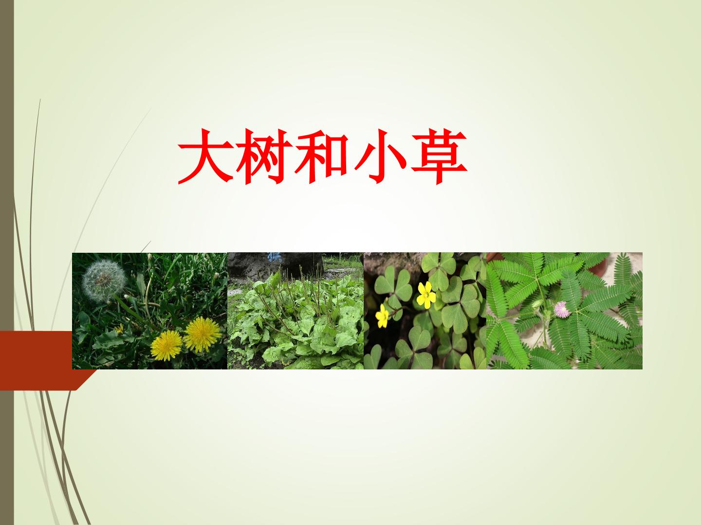 大树和小草_课件1