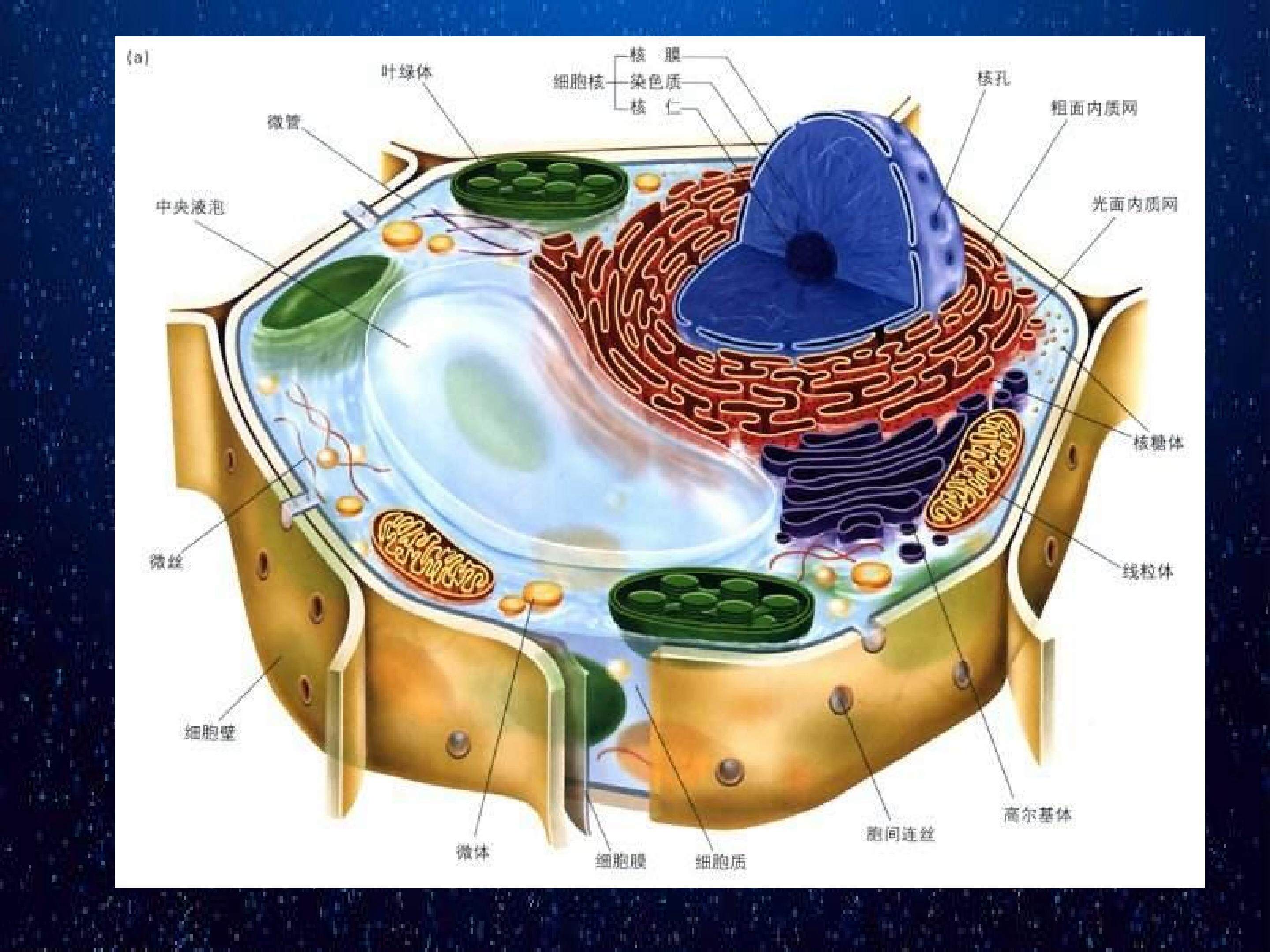 科学前沿 组装细胞